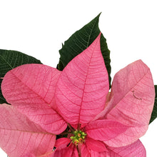 Load image into Gallery viewer, Poinsettia, 4in, Pink
