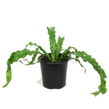 Load image into Gallery viewer, Fern, 4in, Bird's Nest Oskaka
