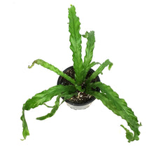 Load image into Gallery viewer, Fern, 4in, Bird's Nest Oskaka
