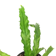 Load image into Gallery viewer, Fern, 4in, Bird's Nest Oskaka
