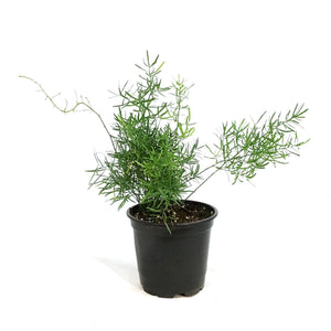 Fern, 4in, Aspargus