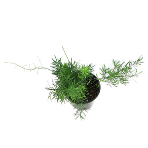 Fern, 4in, Aspargus