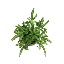 Load image into Gallery viewer, Fern, 4in, Moonlight
