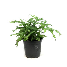 Load image into Gallery viewer, Fern, 4in, Moonlight
