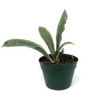 Load image into Gallery viewer, Sansevieria, 6in, Siam Silver
