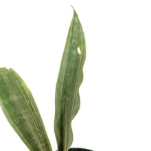 Load image into Gallery viewer, Sansevieria, 6in, Siam Silver
