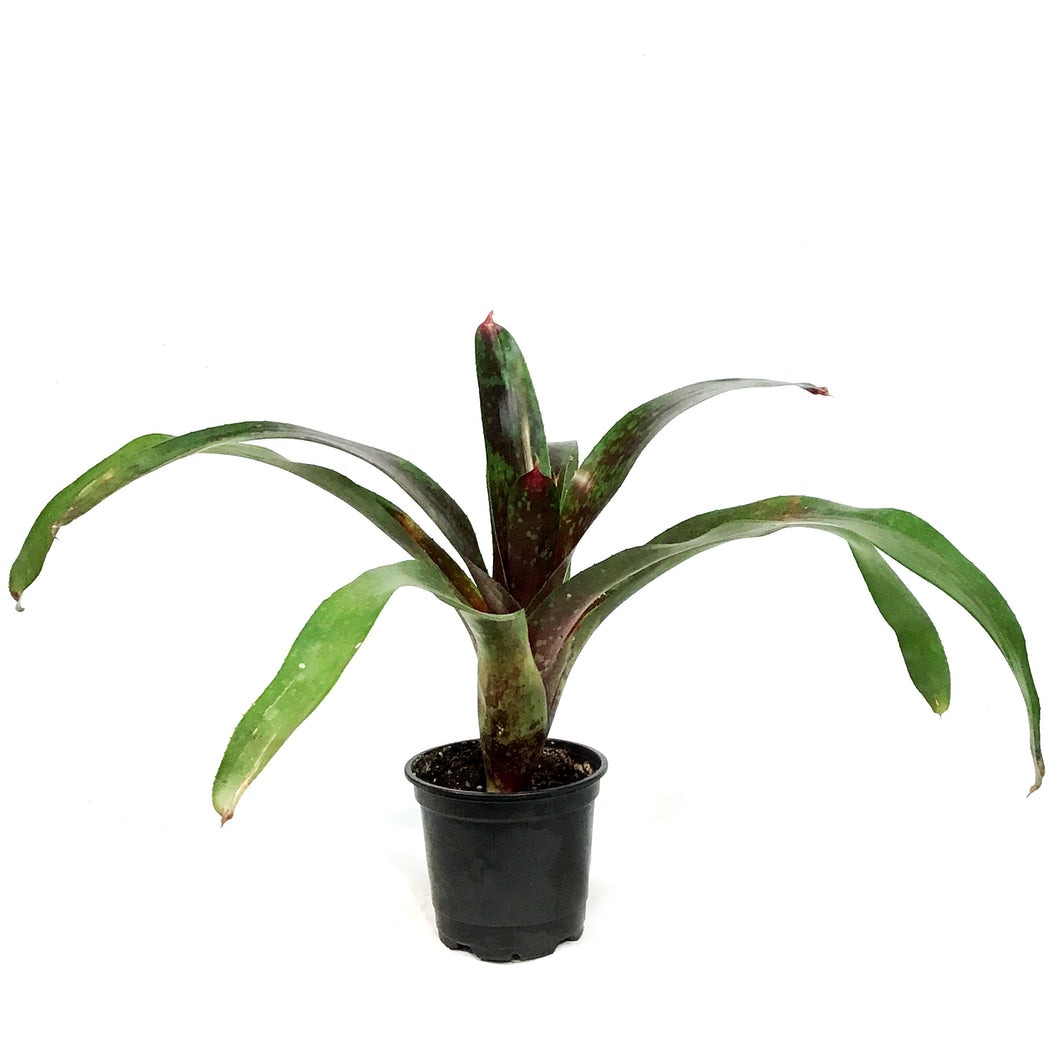 Bromeliad, 4in, Neoregelia Gazpacho