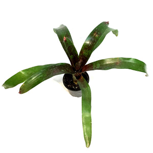 Bromeliad, 4in, Neoregelia Gazpacho