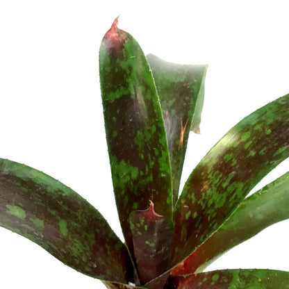 Bromeliad, 4in, Neoregelia Gazpacho