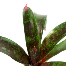 Load image into Gallery viewer, Bromeliad, 4in, Neoregelia Gazpacho
