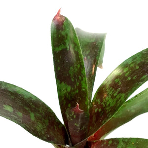 Bromeliad, 4in, Neoregelia Gazpacho