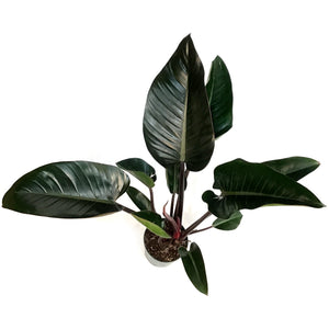 Philodendron, 6in, Rojo Congo