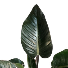 Load image into Gallery viewer, Philodendron, 6in, Rojo Congo
