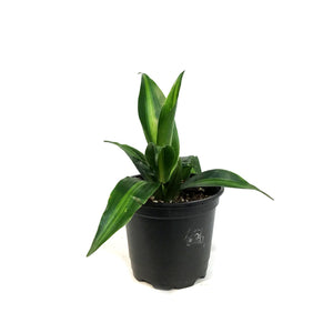 Dracaena, 4in, Hawaiian Sunshine