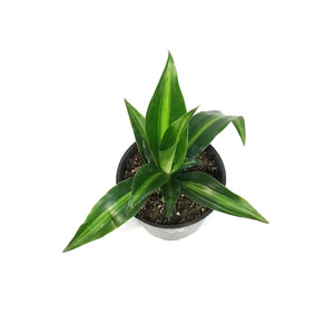 Dracaena, 4in, Hawaiian Sunshine