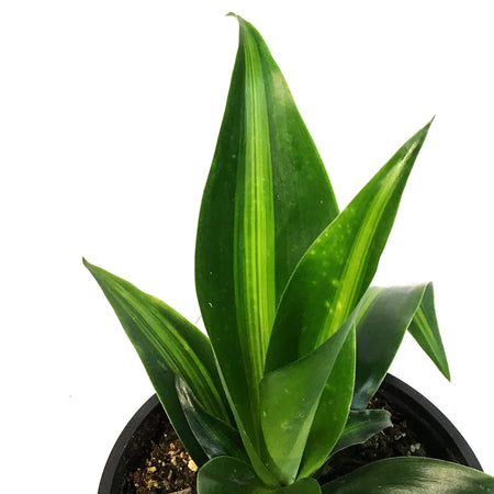 Dracaena, 4in, Hawaiian Sunshine