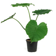 Alocasia, 4in, California