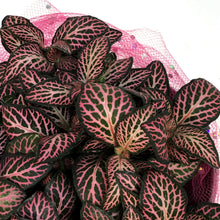 Load image into Gallery viewer, Fittonia Valentine's Planter, 4in, Pink Love Tin

