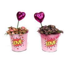 Load image into Gallery viewer, Fittonia Valentine's Planter, 4in, Pink Love Tin
