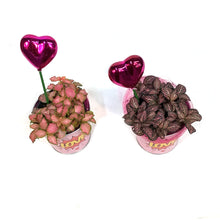 Load image into Gallery viewer, Fittonia Valentine's Planter, 4in, Pink Love Tin
