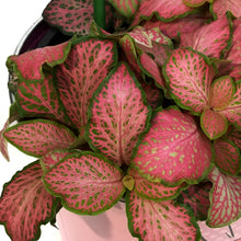 Load image into Gallery viewer, Fittonia Valentine's Planter, 4in, Pink Love Tin
