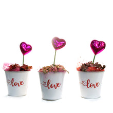 Load image into Gallery viewer, Fittonia Valentine's Planter, 4in, White Love Tin
