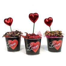 Load image into Gallery viewer, Fittonia Valentine's Planter, 4in, Black Love Tin
