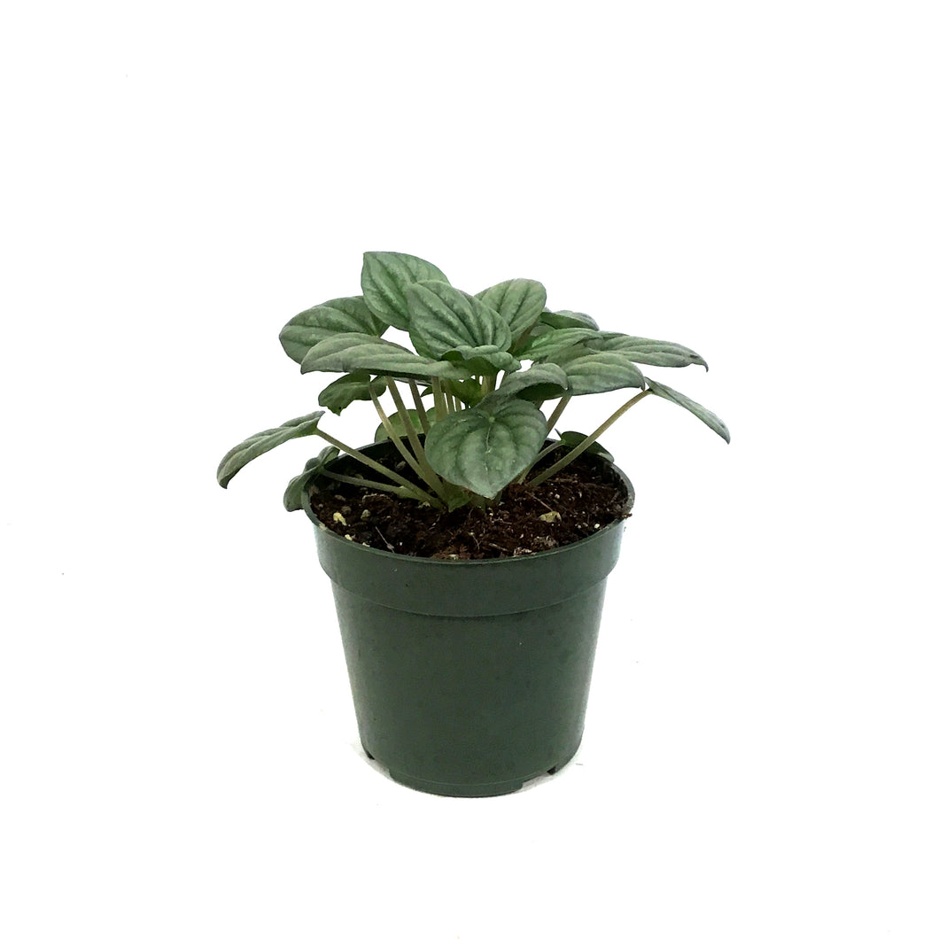 Peperomia, 4in, Frost