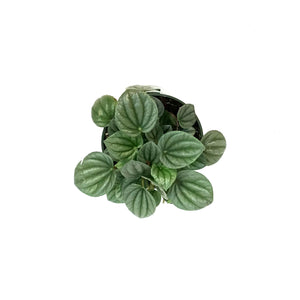 Peperomia, 4in, Frost