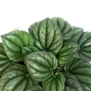 Peperomia, 4in, Frost