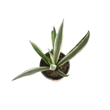Load image into Gallery viewer, Sansevieria, 4in, Bantel Sensation

