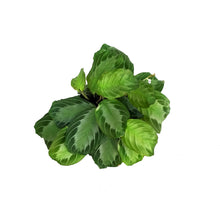 Load image into Gallery viewer, Maranta, 6in, Silver Band

