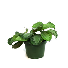 Load image into Gallery viewer, Maranta, 6in, Silver Band
