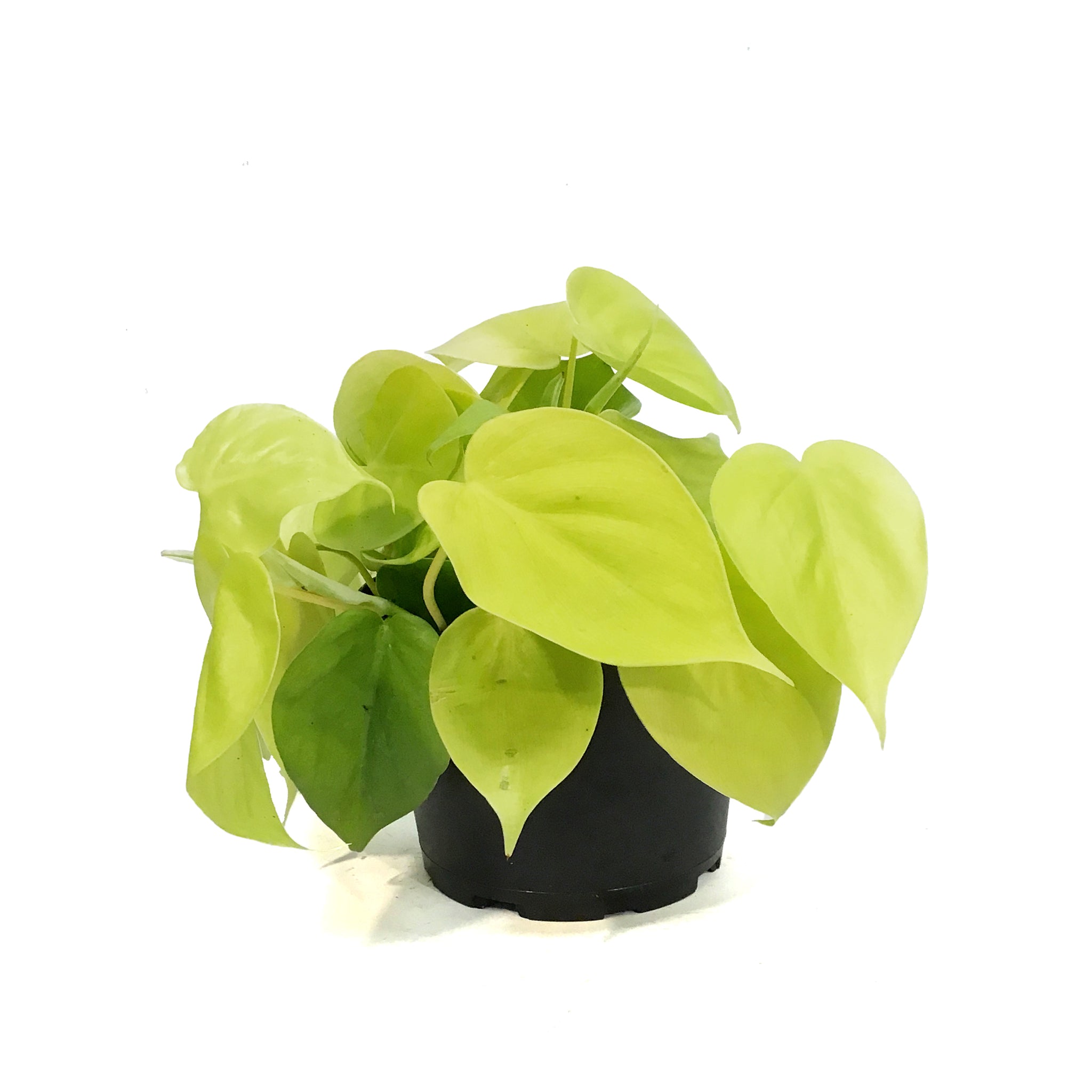 philodendron cordatum lemon Philodendron, 6in, Lemon Lime Cordatum – Floral Acres Greenhouse & Garden Centre
