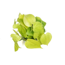 Load image into Gallery viewer, Philodendron, 6in, Lemon Lime Cordatum
