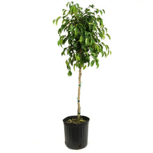Load image into Gallery viewer, Ficus, 10in, Benjamina Standard
