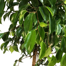 Load image into Gallery viewer, Ficus, 10in, Benjamina Standard
