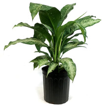 Load image into Gallery viewer, Dieffenbachia, 10in, Tiki
