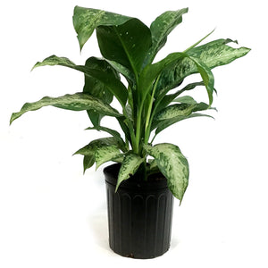 Dieffenbachia, 10in, Tiki