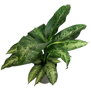 Dieffenbachia, 10in, Tiki