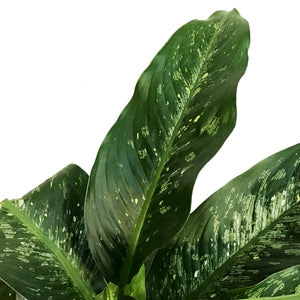 Dieffenbachia, 10in, Tiki