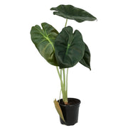 Alocasia, 4in,Golden Bone