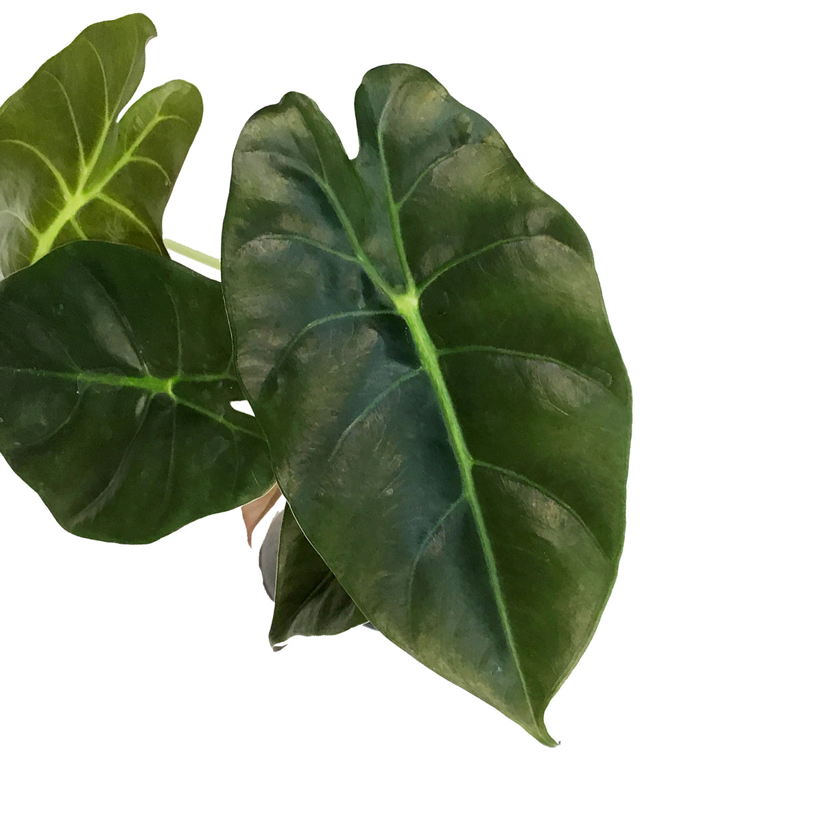 Alocasia, 4in,Golden Bone