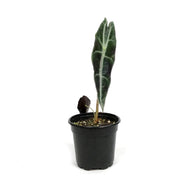 Alocasia, 4in, Longiloba Purple