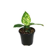 Load image into Gallery viewer, Homalomena, 4in, Camouflage
