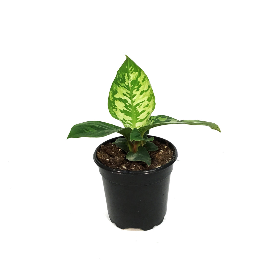 Homalomena, 4in, Camouflage