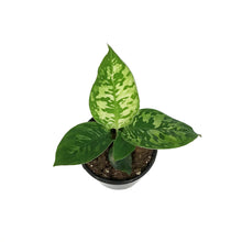 Load image into Gallery viewer, Homalomena, 4in, Camouflage
