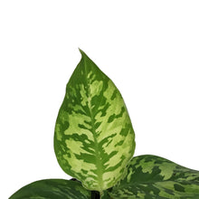 Load image into Gallery viewer, Homalomena, 4in, Camouflage
