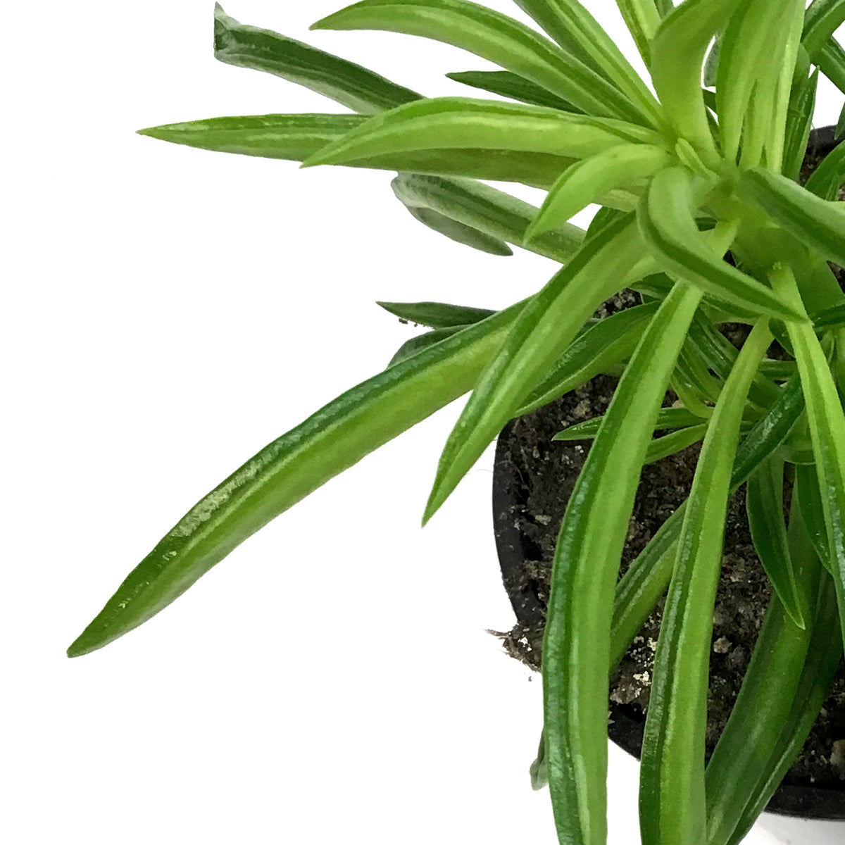 Peperomia, 4in, Happy bean