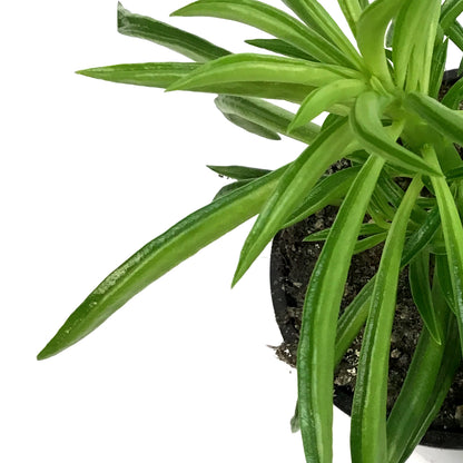 Peperomia, 4in, Happy bean